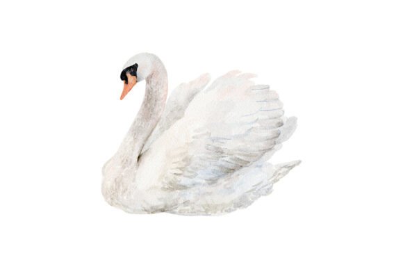 Elegant Watercolor White Swan PNG Clipart for Your Designs
